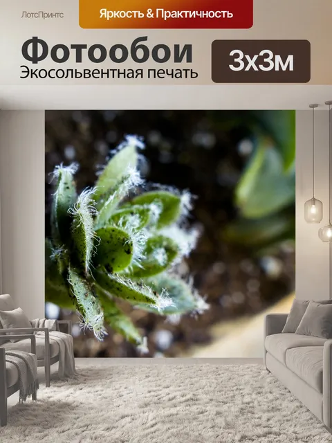 Фотообои Суккуленты Крупным планом