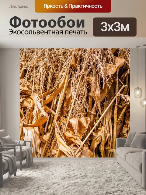 Фотообои Кукурузное поле во время сбора урожая