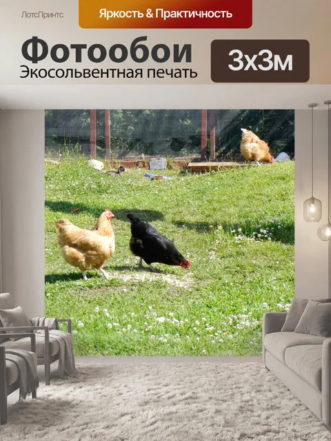 Фотообои Куры
