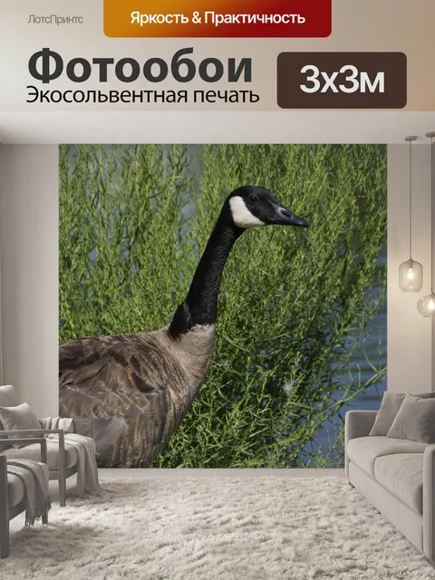 Фотообои Канадский гусь