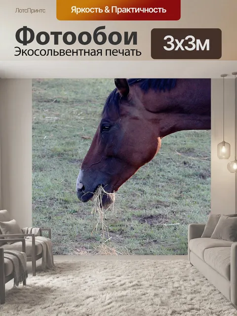 Фотообои Лошадь
