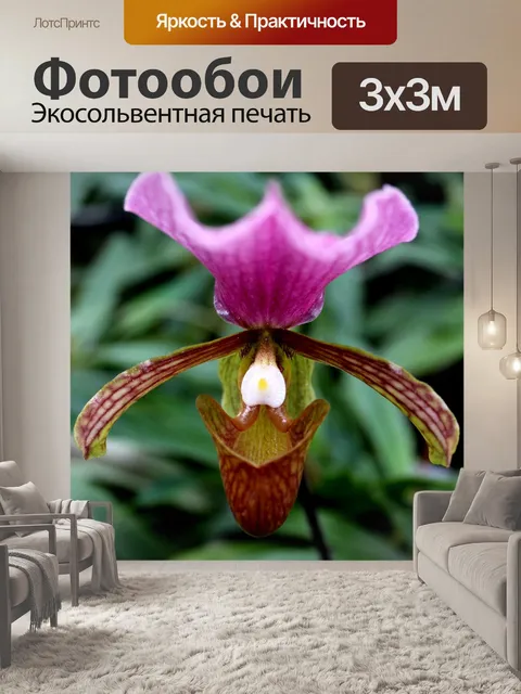 Фотообои Леди тапочка Орхидея Интанон Националь