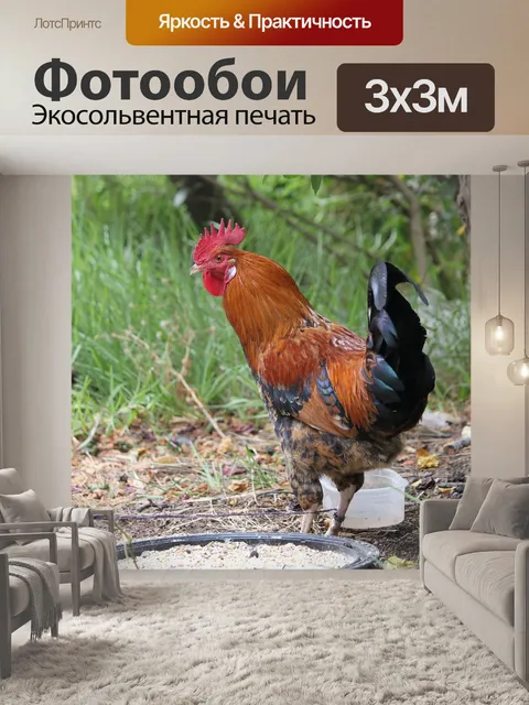 Фотообои Петух