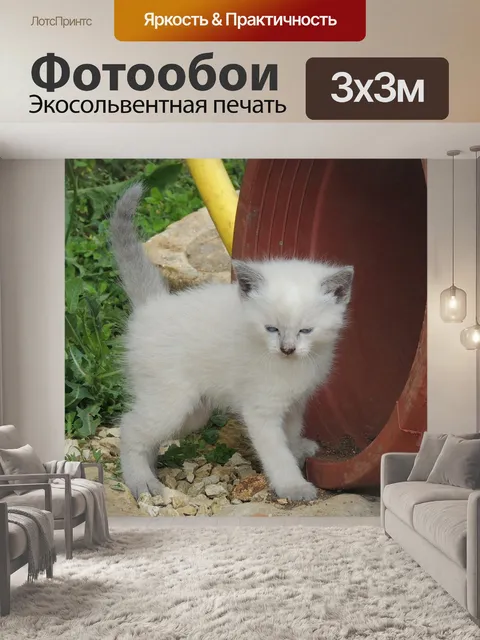 Фотообои Кошка