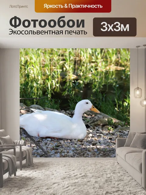 Фотообои Белая утка лежит на скалистом берегу