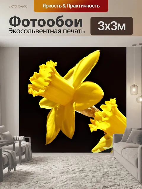 Фотообои Два нарцисса на черном