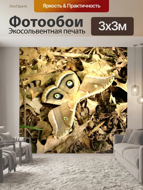 Фотообои Моль