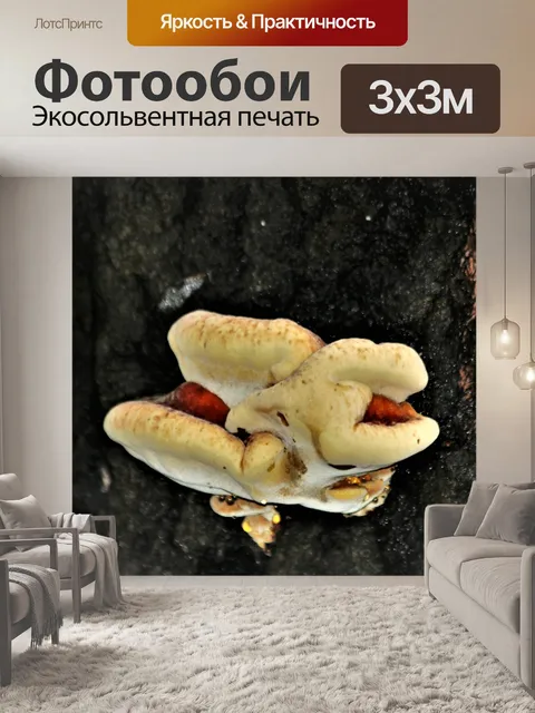 Фотообои Белый гриб на дереве