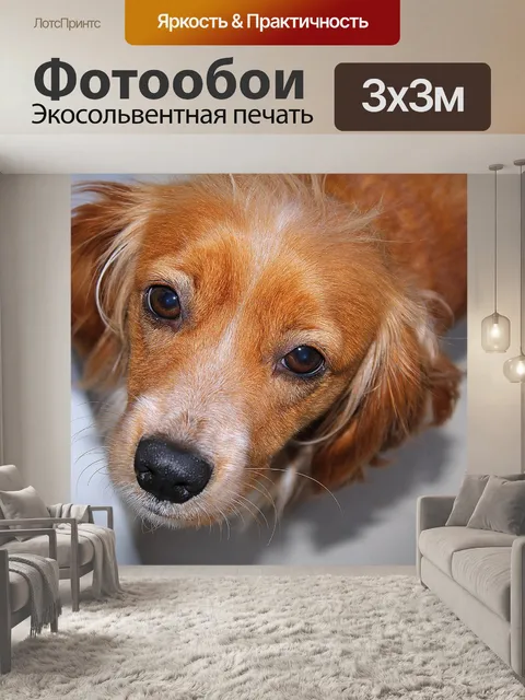 Фотообои Собачка
