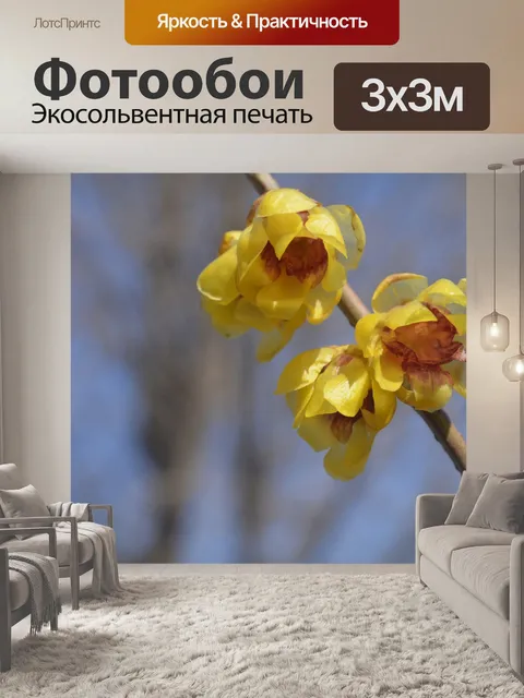 Фотообои Wintersweet дерева
