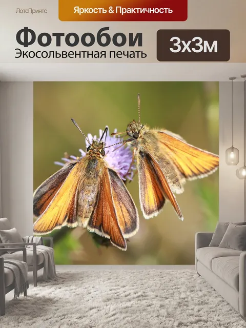 Фотообои Шкипер
