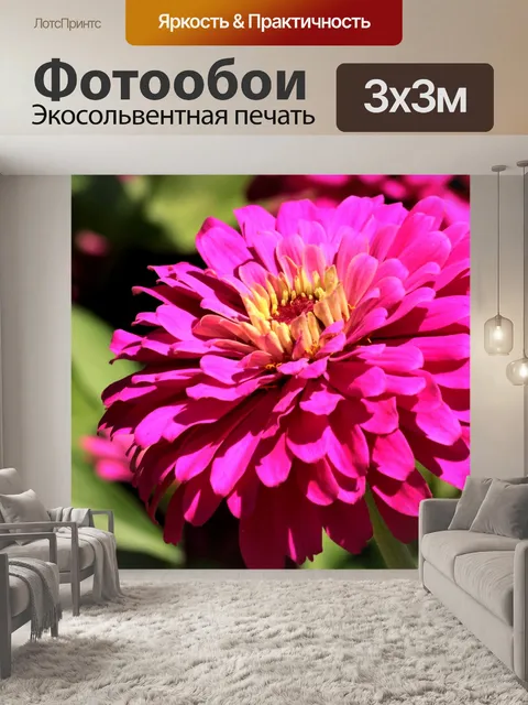 Фотообои Розовый Цинния крупным планом