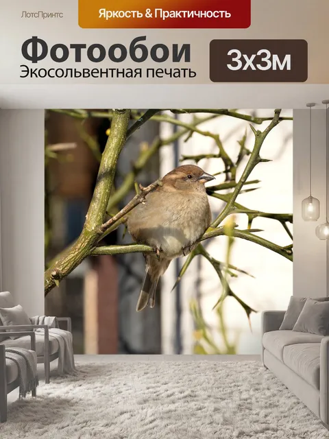 Фотообои Маленькая птичка