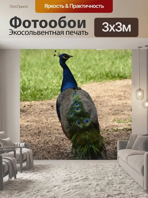 Фотообои Blue Peacock
