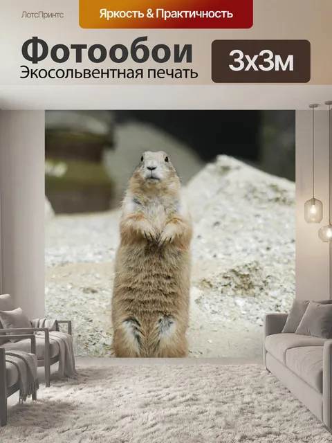 Фотообои Луговая собачка