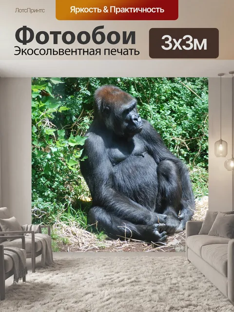 Фотообои Горилла
