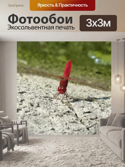 Фотообои Стрекоза