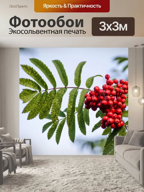 Фотообои Красные ягоды Cotoneaster