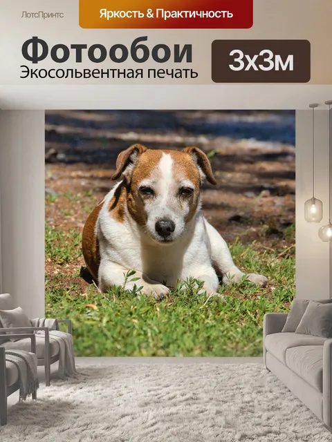 Фотообои Джек рассел