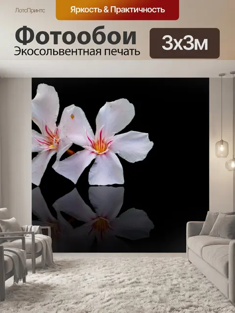Фотообои Цветок, олеандр, черный фон