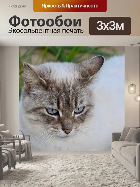 Фотообои Кошка