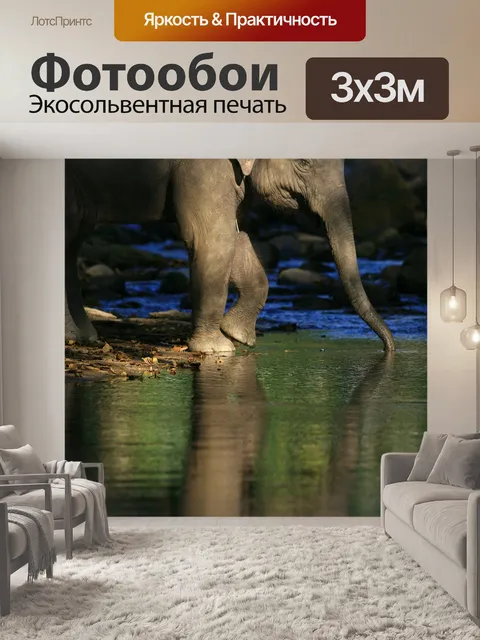 Фотообои Слон