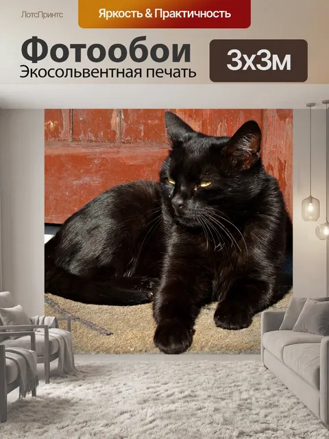 Фотообои Кошка