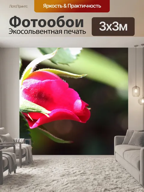 Фотообои солнечный свет на розовом бутоне розы в