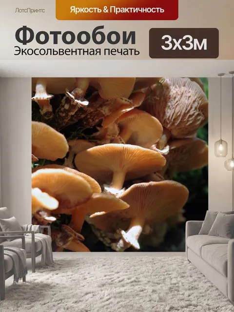 Фотообои Грибы