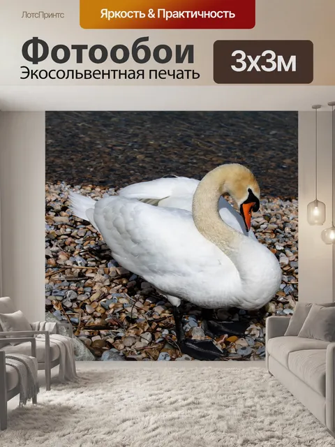Фотообои Лебедь