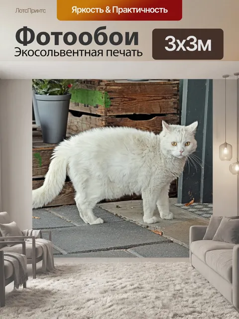 Фотообои Белый кот
