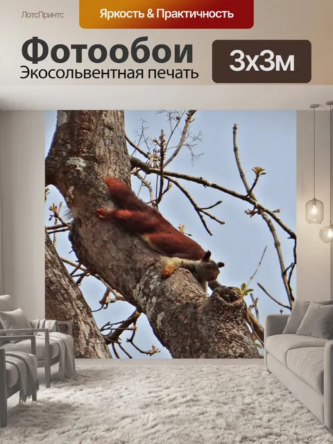 Фотообои Малабар гигантские белки