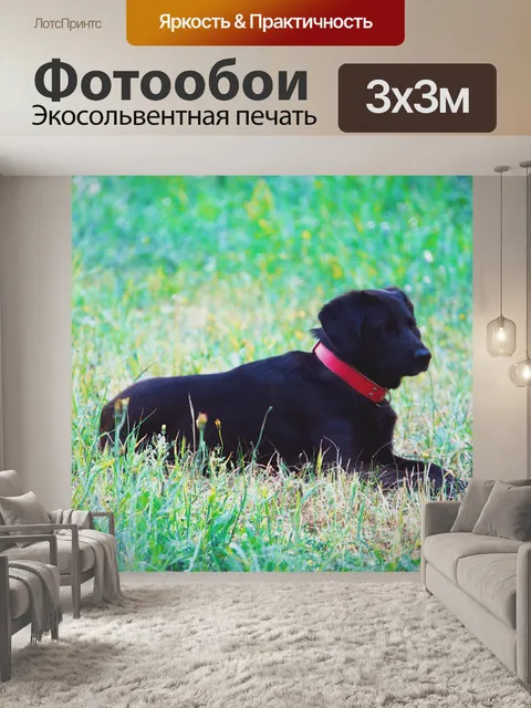 Фотообои Собака, лежащая в траве
