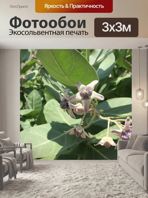 Фотообои Цветы