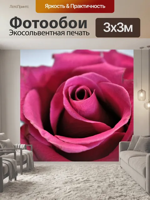 Фотообои Крупный план розовой розы