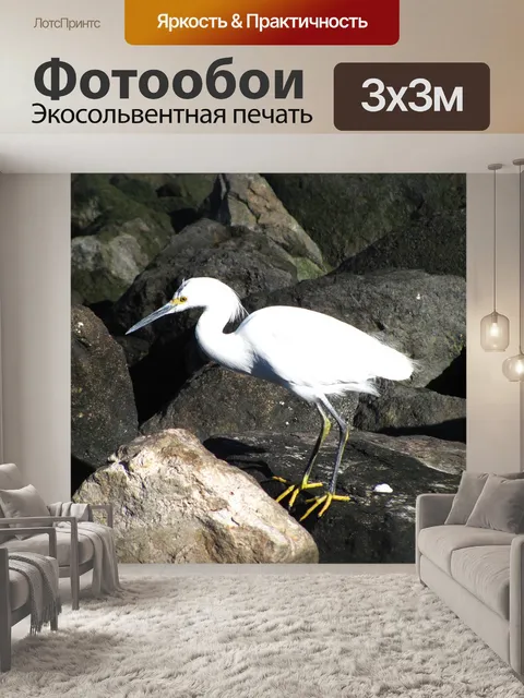 Фотообои Птица