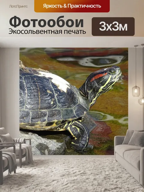 Фотообои Черепаха