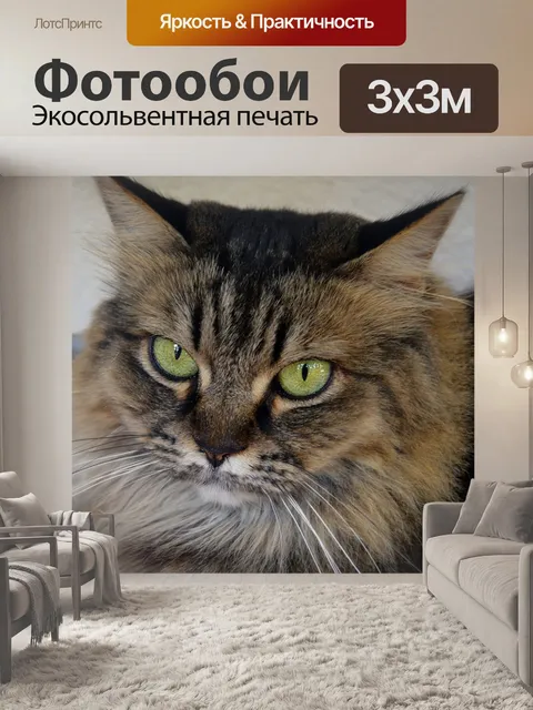 Фотообои Кошачьи глаза