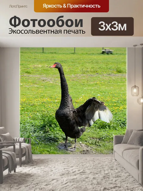 Фотообои Черный лебедь 5 серии, черные крылья 8