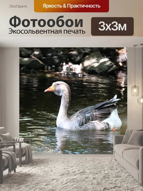 Фотообои Серый гусь на воде