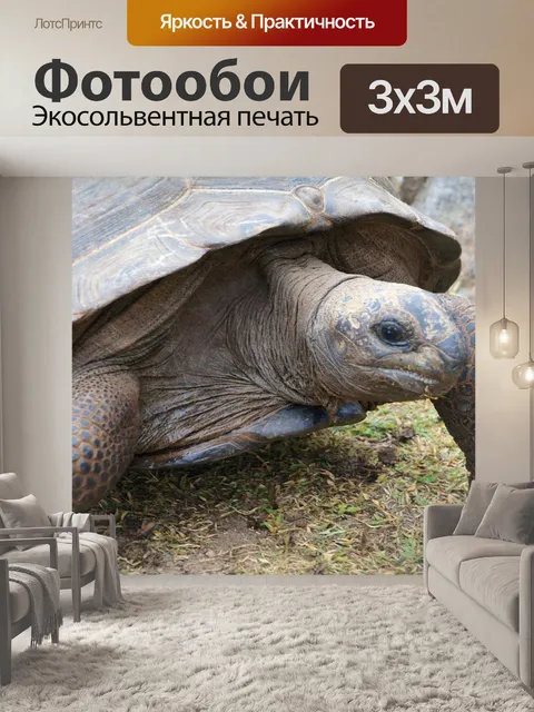 Фотообои Черепаха