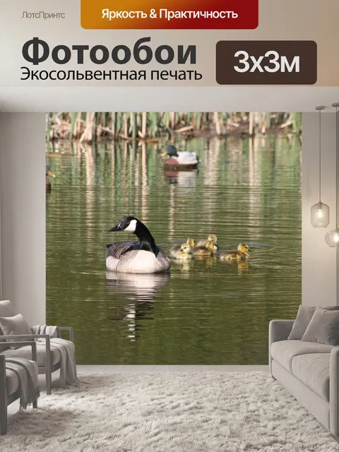 Фотообои Канадские гуси