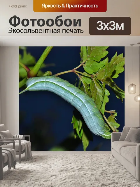 Фотообои Гусеница