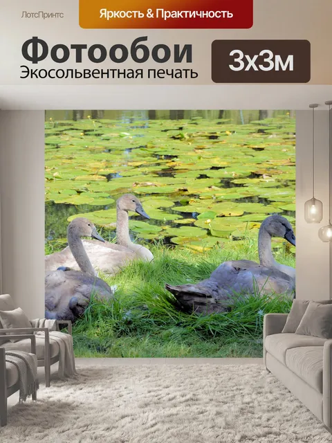 Фотообои Лебеди