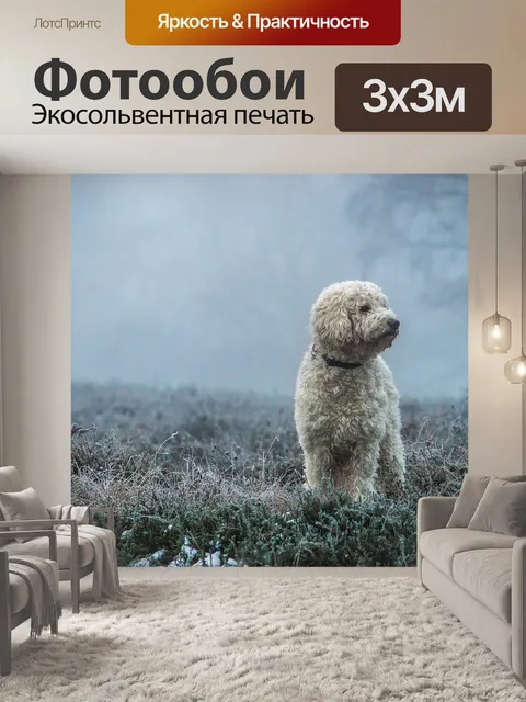 Фотообои Goldendoodle