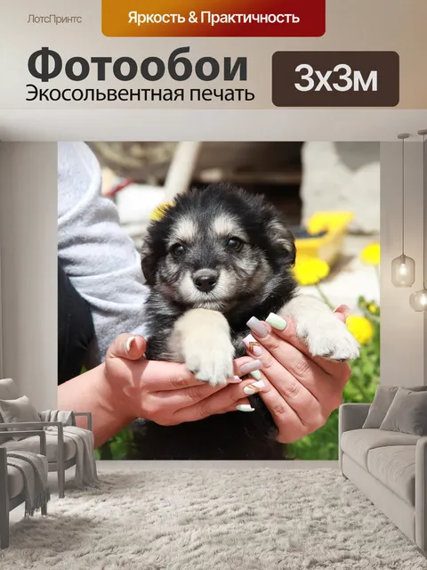 Фотообои Собака