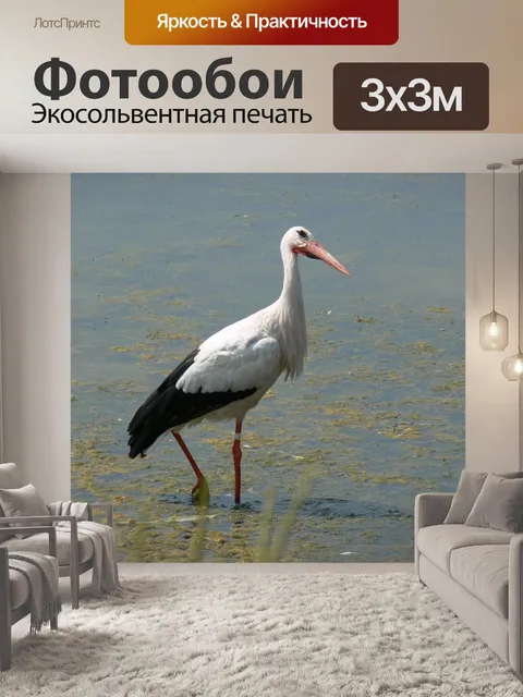 Фотообои Птица