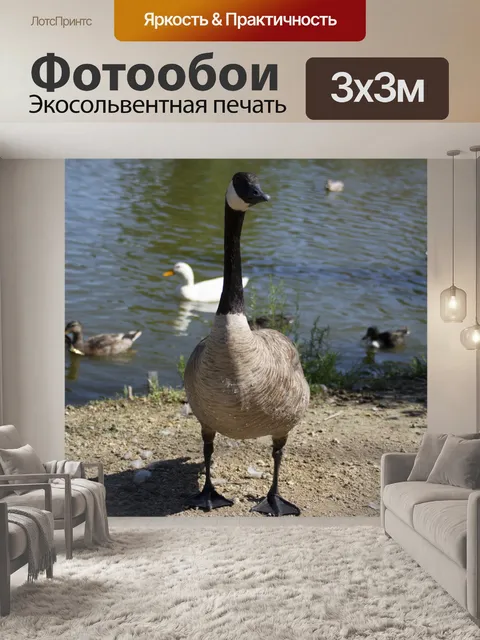 Фотообои Канадский гусь