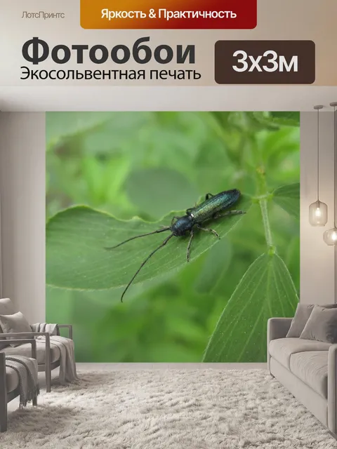 Фотообои Beetle