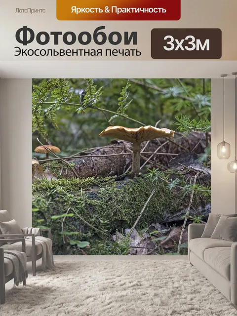 Фотообои Гриб